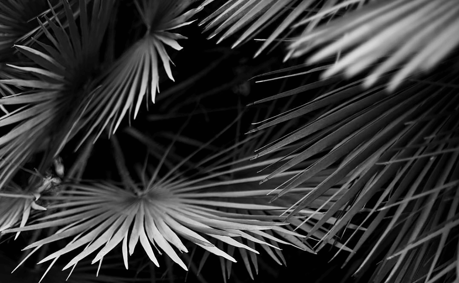 UNI:VIICI | palm2 | A PROPOS UNI:VIICI | palm2 | A PROPOS